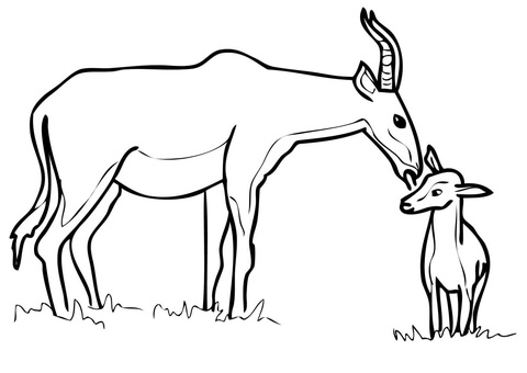 Hartebeest Antelope Family Coloring Page